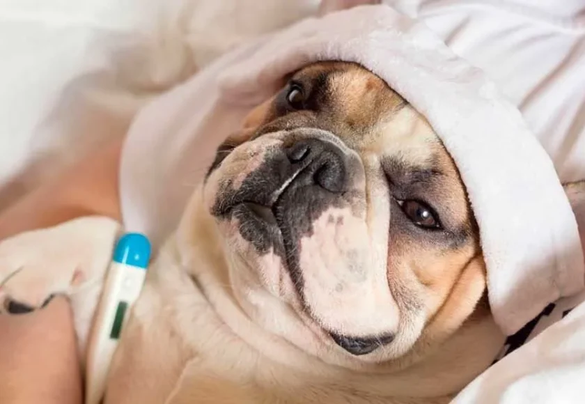 11 señales que pueden indicar que tu perro está enfermo
