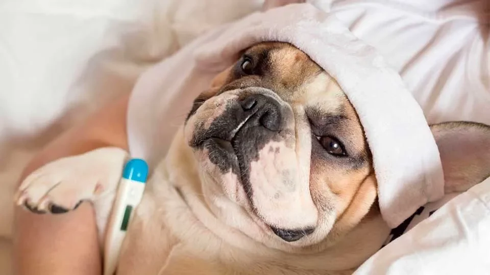 11 señales que pueden indicar que tu perro está enfermo