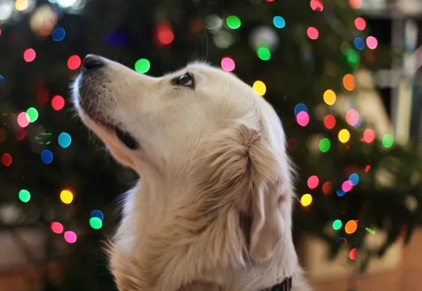 17 Consejos para que tu Árbol de Navidad sea a Prueba de Perros