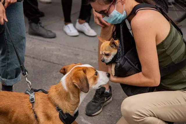 18 ¿Cómo el Coronavirus ha Afectado la Adopción de Mascotas