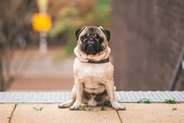 23 ¿Cuánto Tiempo Puedo Dejar Solo a mi Perro