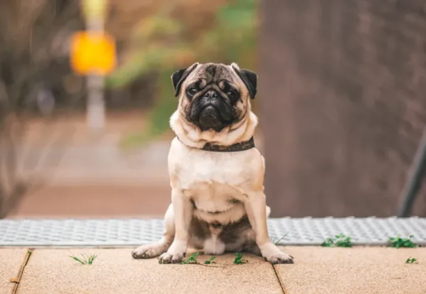 23 ¿Cuánto Tiempo Puedo Dejar Solo a mi Perro