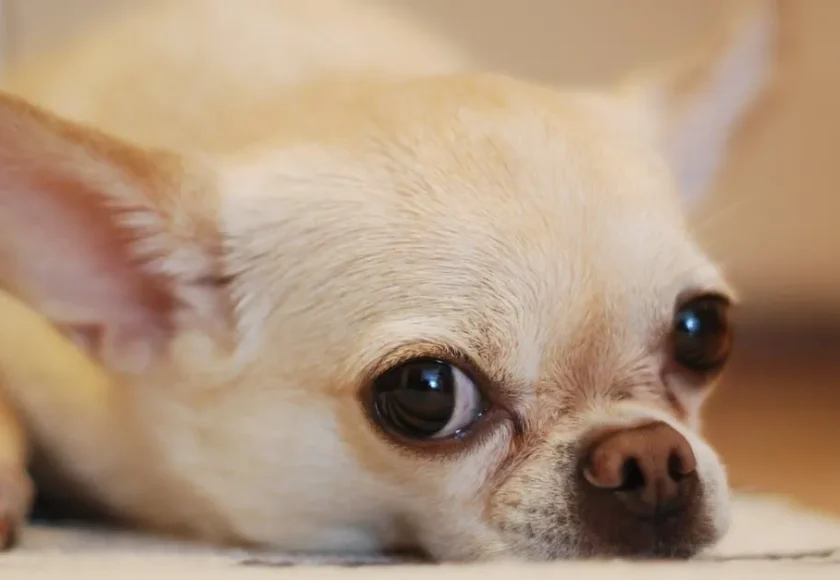 3 razas de perros 100% mexicanas