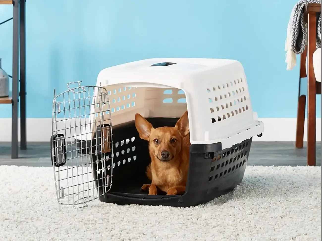 5 Claves para Enseñarle a Tu Perro a Estar Tranquilo en su Transportadora