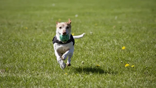 5 Ejercicios Básicos de Adiestramiento Canino