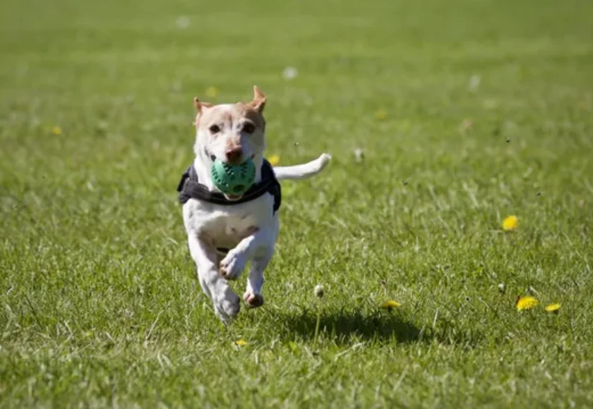 5 Ejercicios Básicos de Adiestramiento Canino