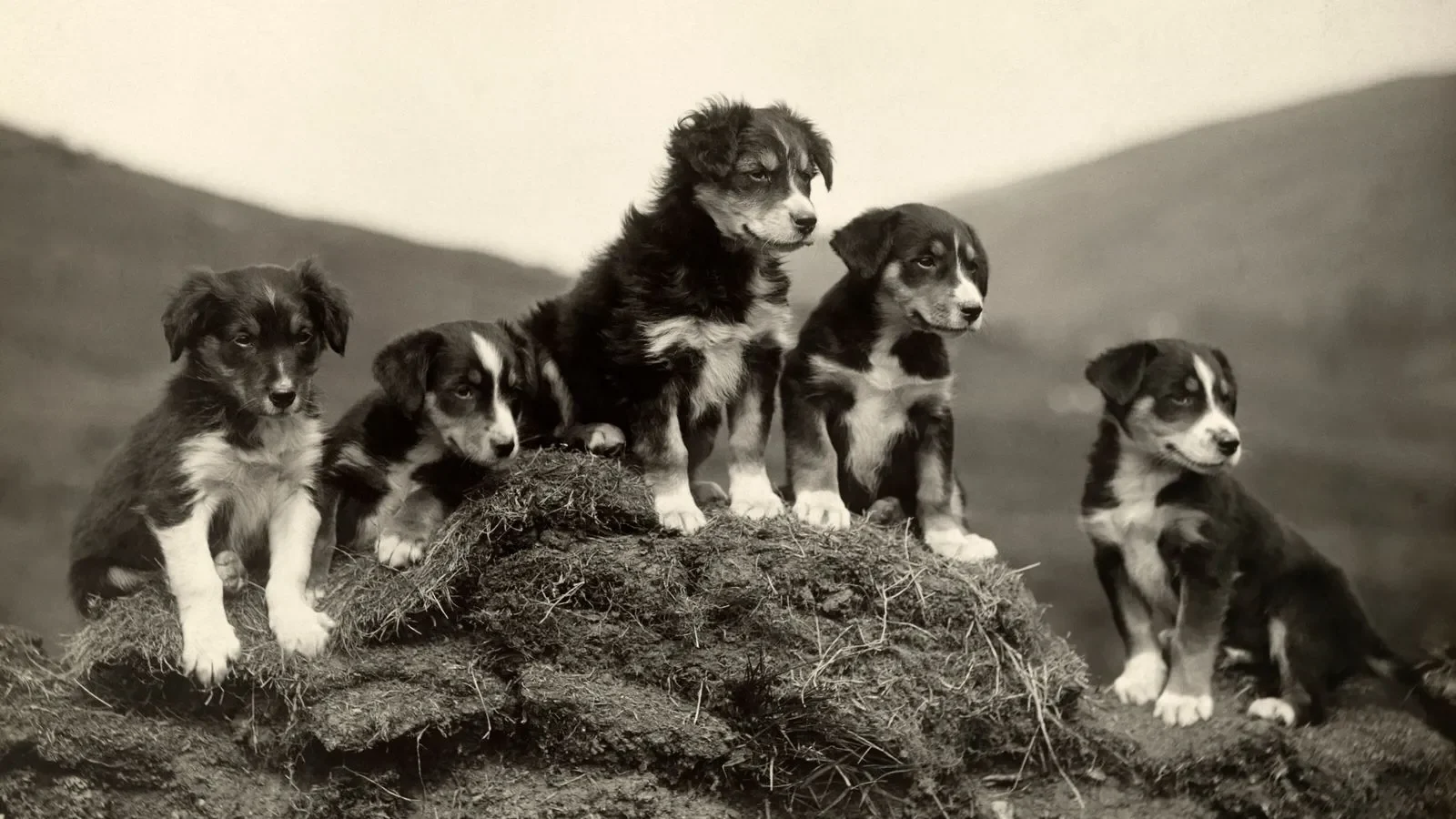 5 Razas Caninas de Mayor Antigüedad en la Historia