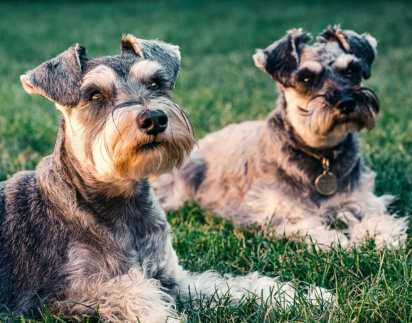 5 curiosidades de los schnauzer