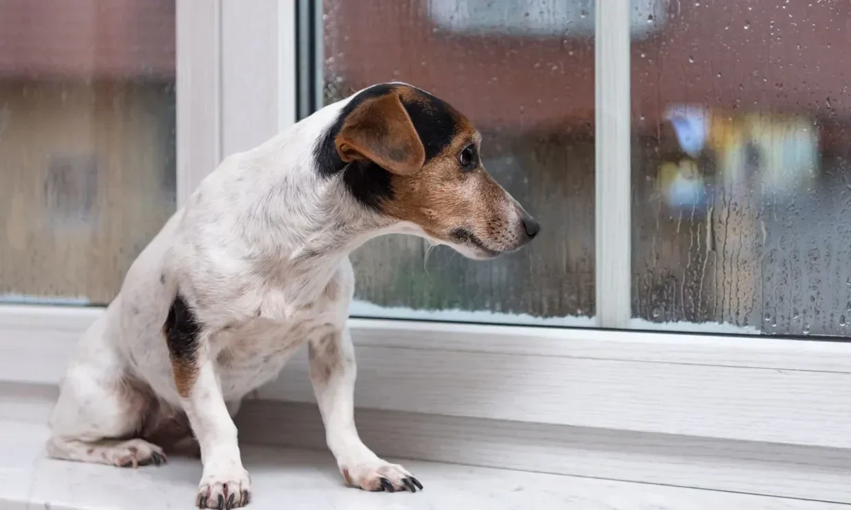 6 Síntomas que tu Perro Puede Exhibir Cuando Experimenta Sentimientos de Soledad