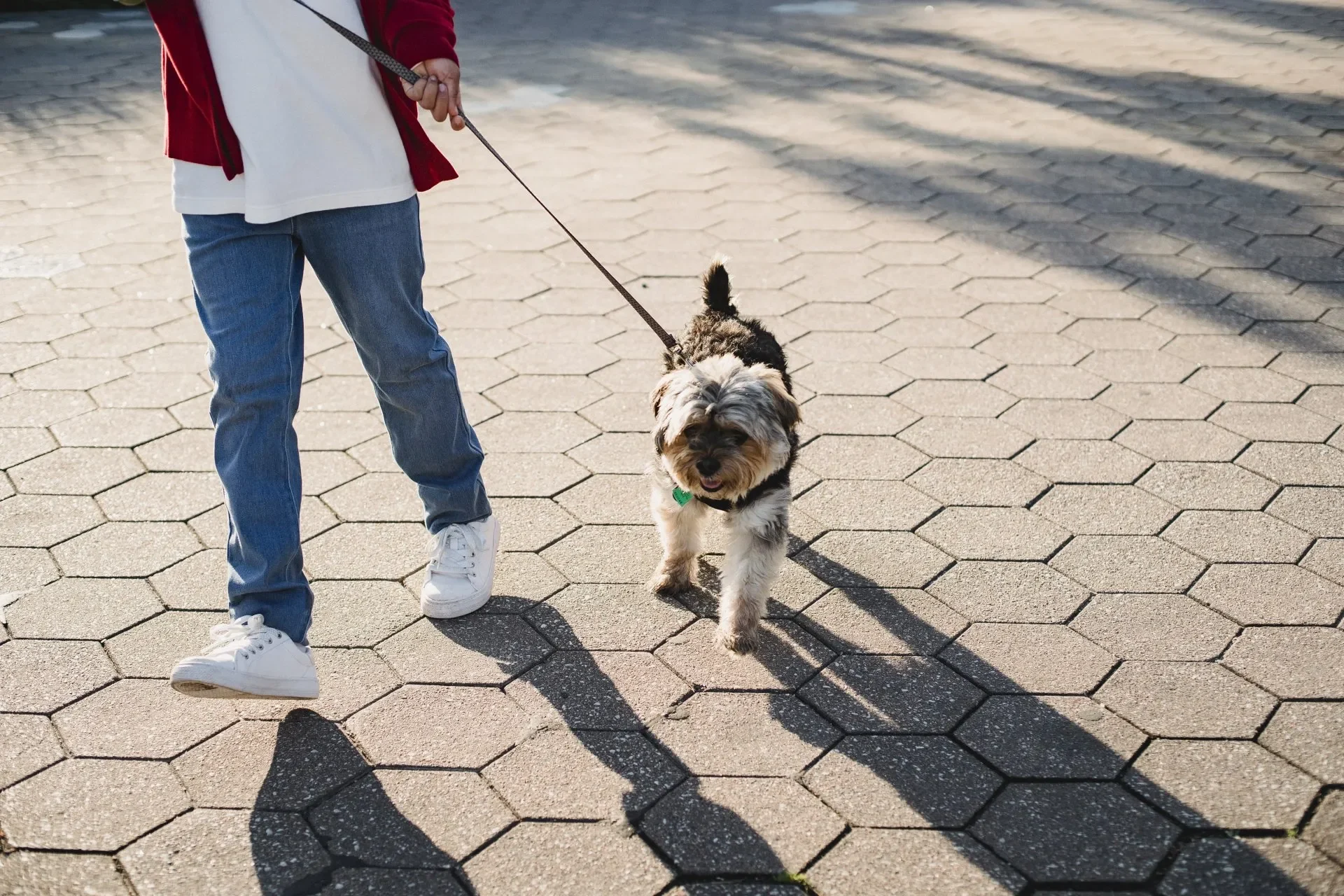 7 Cómo hacer que mi perro no jale correa