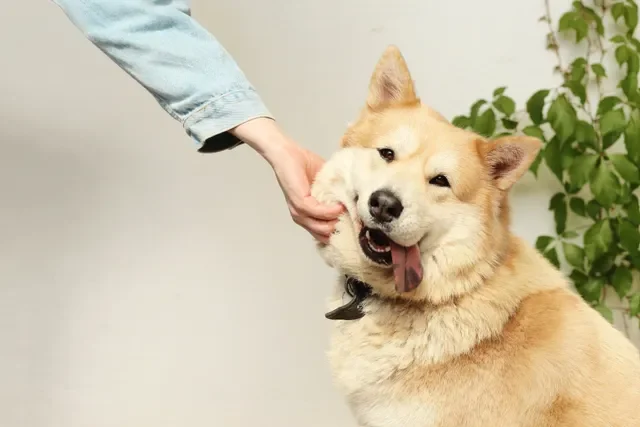 9 Mi Perro no me Hace Caso Cuando lo Llamo ¿Qué Hago