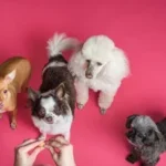 9 razas de perros pequeños y adorables