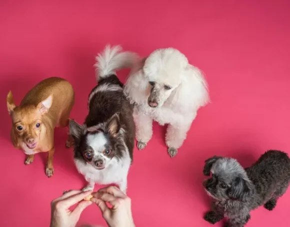 9 razas de perros pequeños y adorables