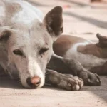 Adiestramiento para perros adoptados: ¿cómo lograr un entrenamiento exitoso?