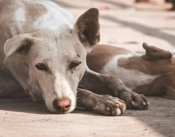 Adiestramiento para perros adoptados- ¿cómo lograr un entrenamiento exitoso?
