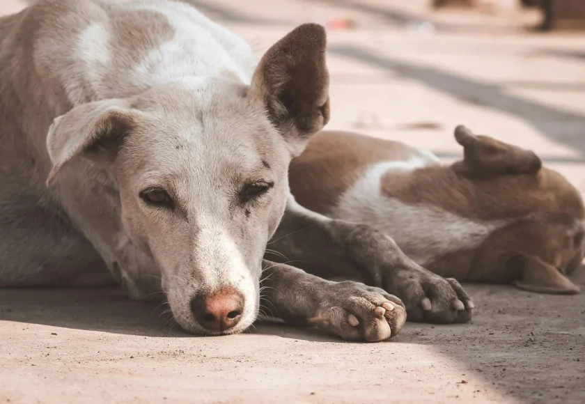 Adiestramiento para perros adoptados- ¿cómo lograr un entrenamiento exitoso?