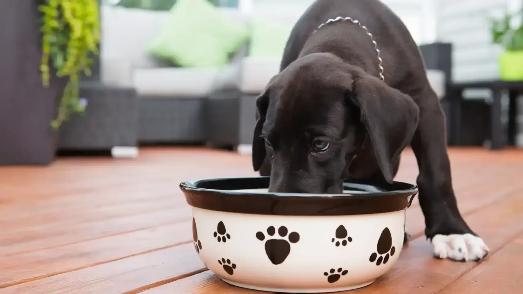 Alimentación holística para tu perro- 5 cosas que debes conocer