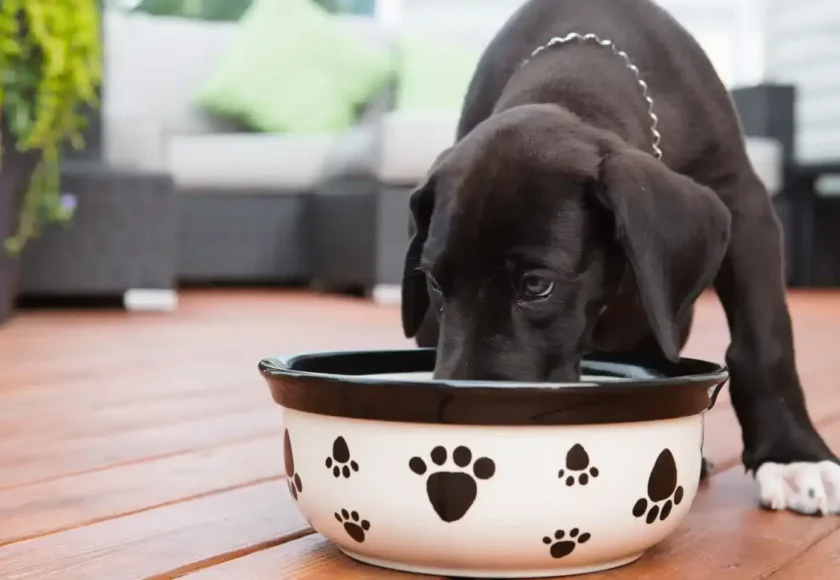 Alimentación holística para tu perro- 5 cosas que debes conocer