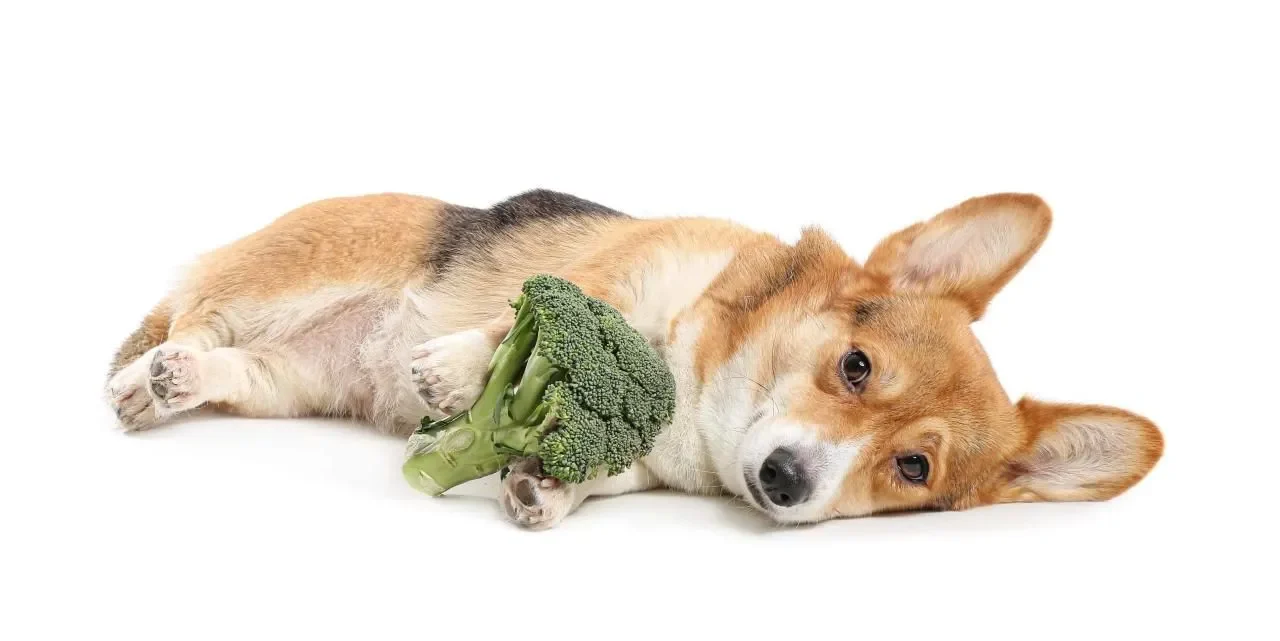 Brócoli y perros- mitos y realidades sobre su consumo