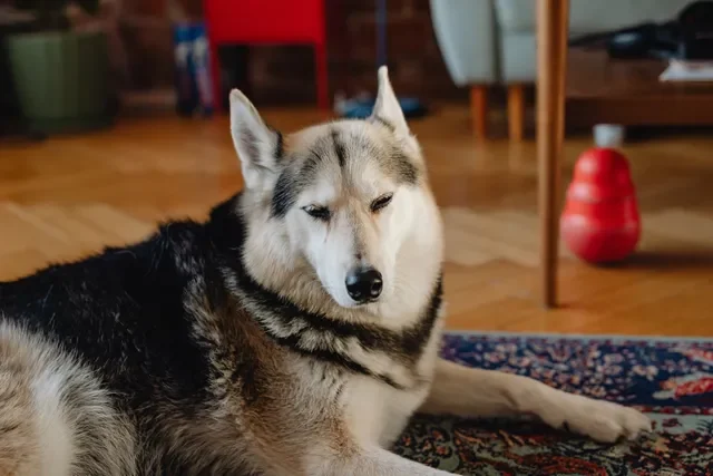 Canciones que los Perros sí Disfrutan