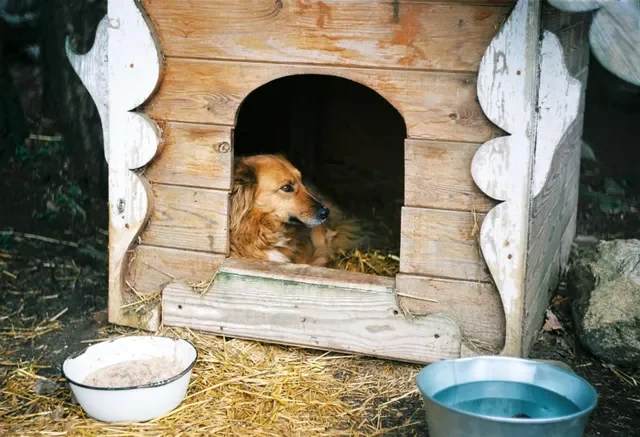 Casas para Perros- ¿Por qué son Importantes?, ¿Cómo Elegirlas?