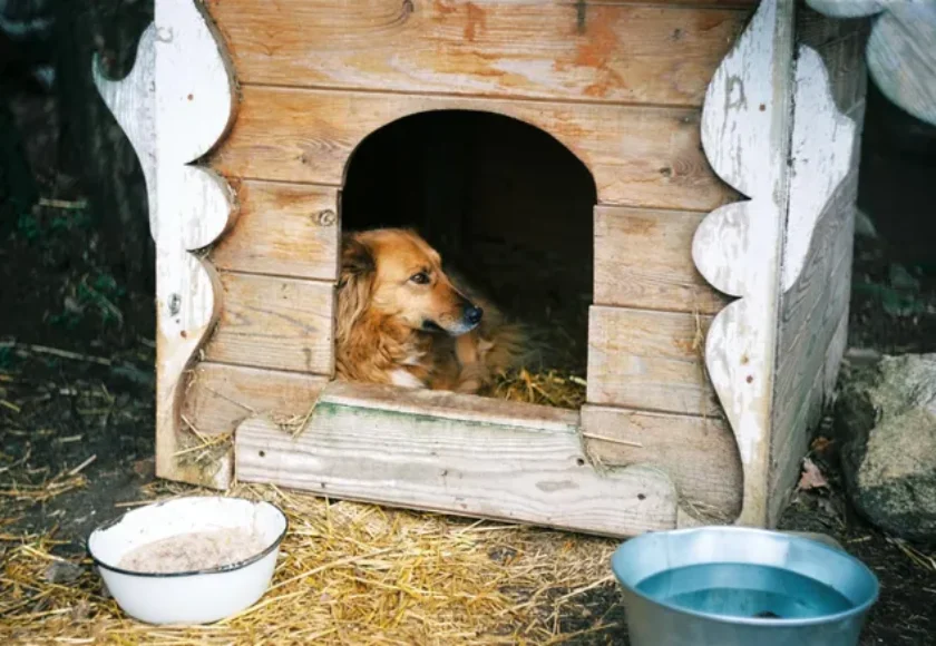 Casas para Perros- ¿Por qué son Importantes?, ¿Cómo Elegirlas?