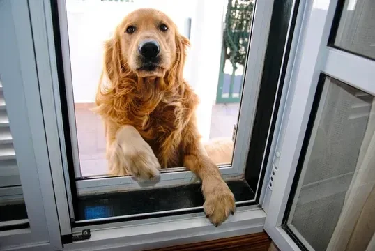 Cómo Enseñar a tu Perro a Esperarte en la Entrada de una Tienda Guía Paso a Paso