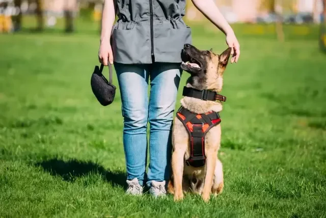 Cómo Enseñarle a Tu Perro Trucos Avanzados