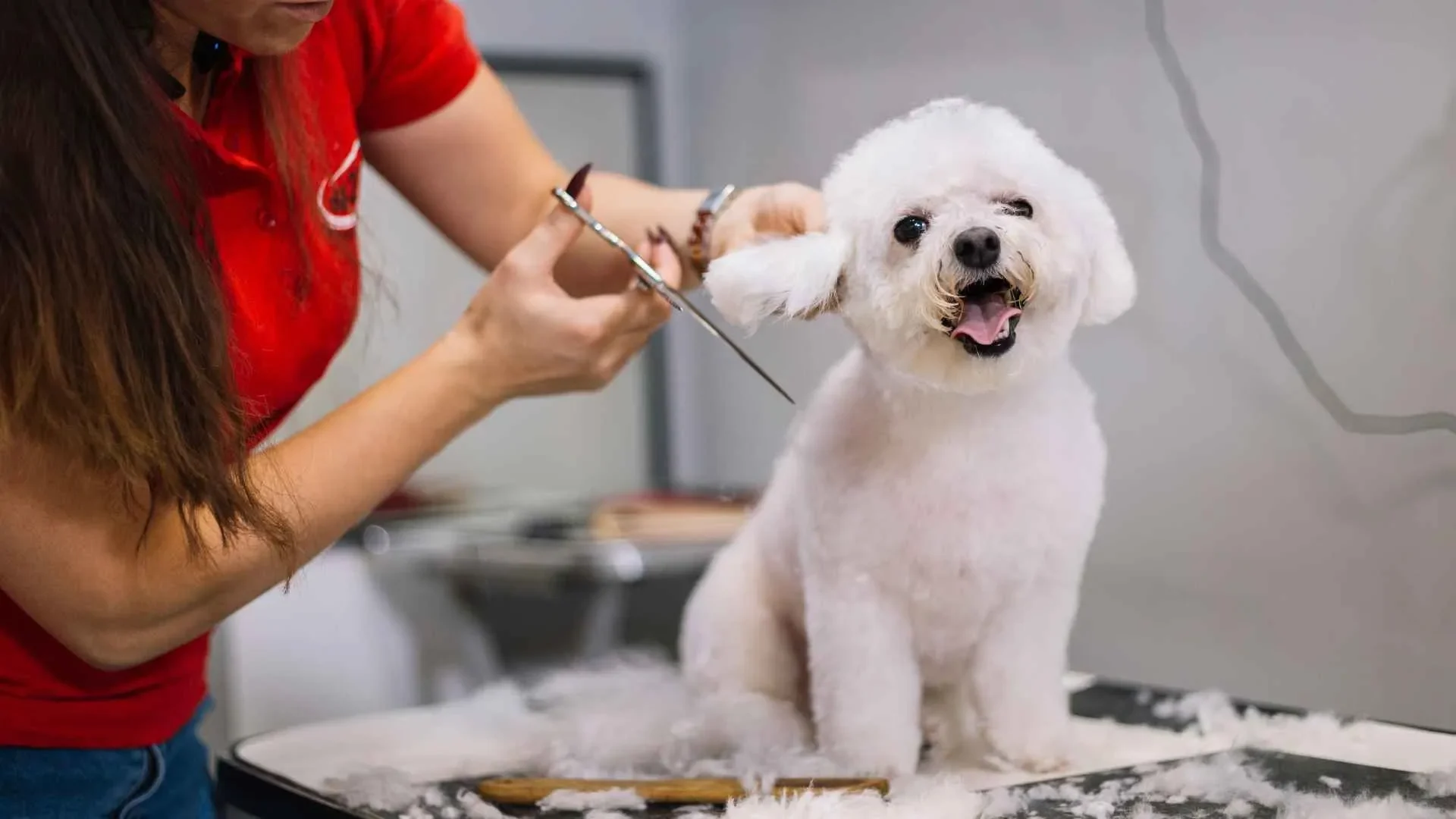 Cómo elegir estética canina para llevar a mi perro