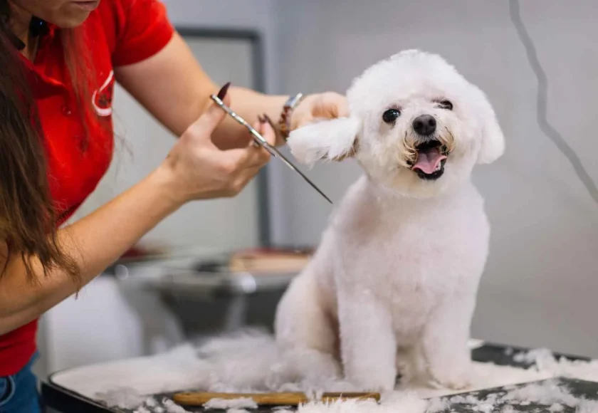 Cómo elegir estética canina para llevar a mi perro