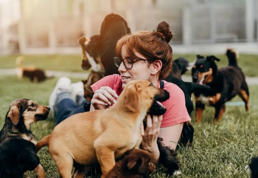 Cómo elegir la mejor guardería para tu perro consejos y consideraciones importantes