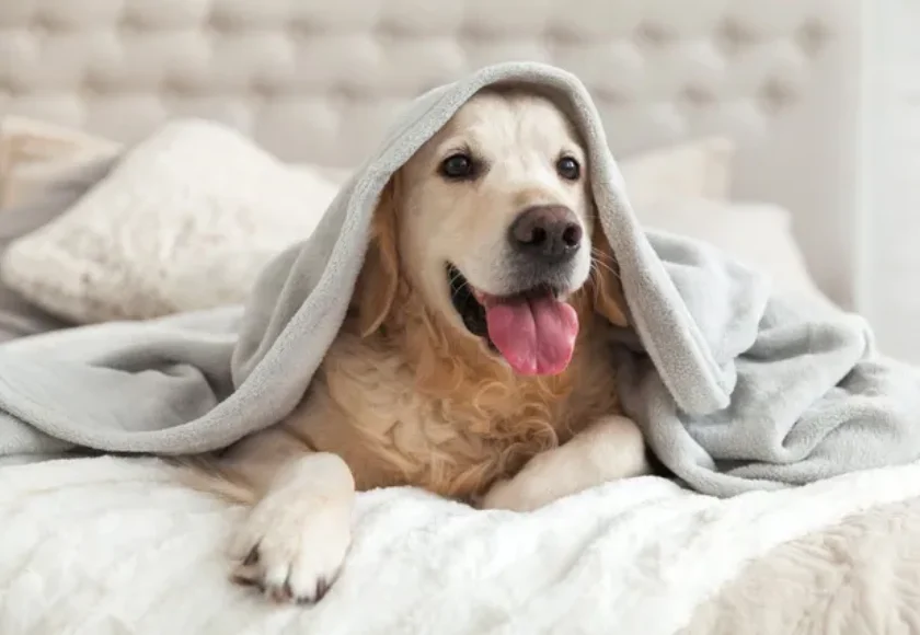 Cómo limpiar la cama de mi perro como todo un experto