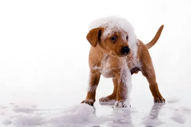 Cuándo empezar a bañar a un cachorro