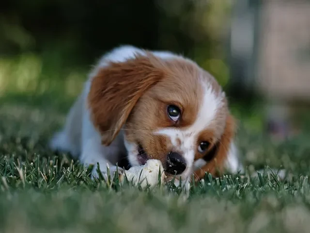 Cuidado con Reforzar Estos Comportamientos Negativos en tu Perro con Entrenamiento Canino