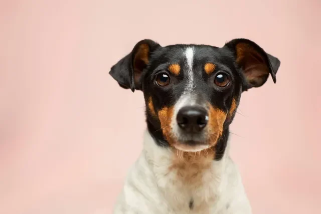 Dos datos importantes sobre la visión de los perros