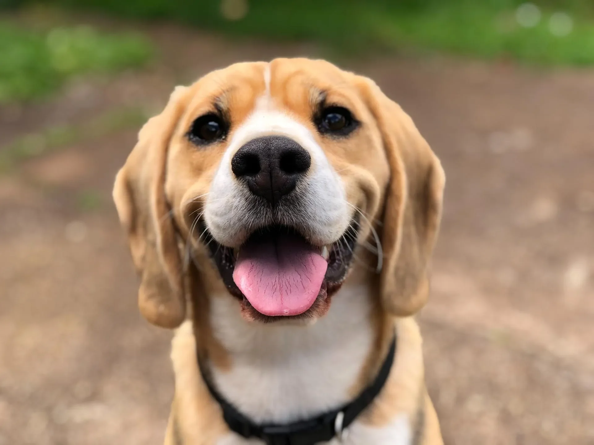 El clicker, tu mejor amigo al entrenar a tu perro