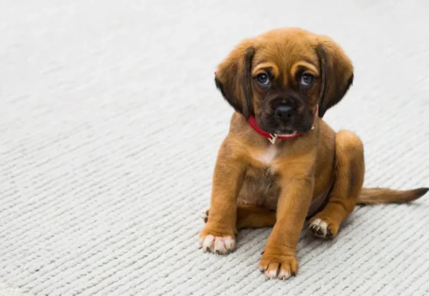 La Importancia de Enseñar a los Cachorros a Estar Solos