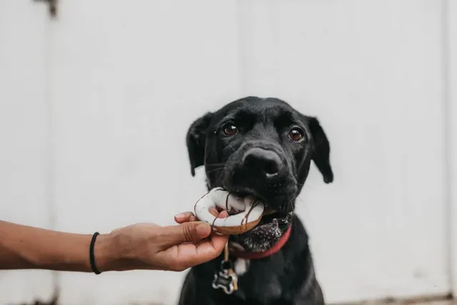 Lo que Debe Comer un Perro con Diabetes