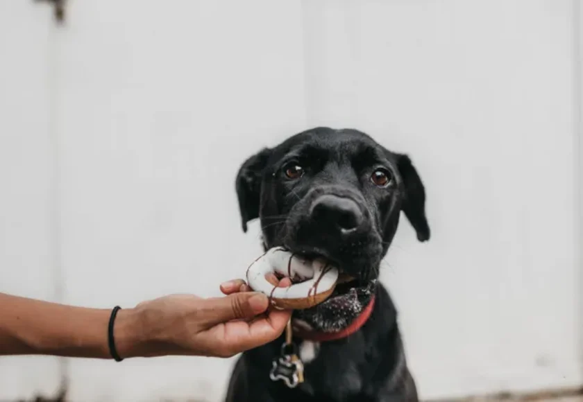 Lo que Debe Comer un Perro con Diabetes