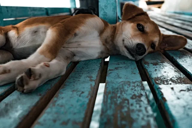 Lugares que atienden perros de emergencia