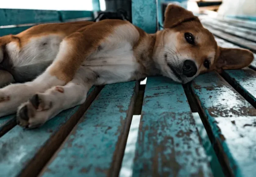 Lugares que atienden perros de emergencia