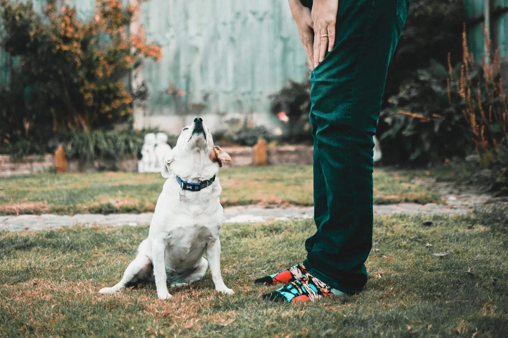No Llevar a tu Perro al Adiestramiento Canino te Puede Costar Tiempo y Dinero
