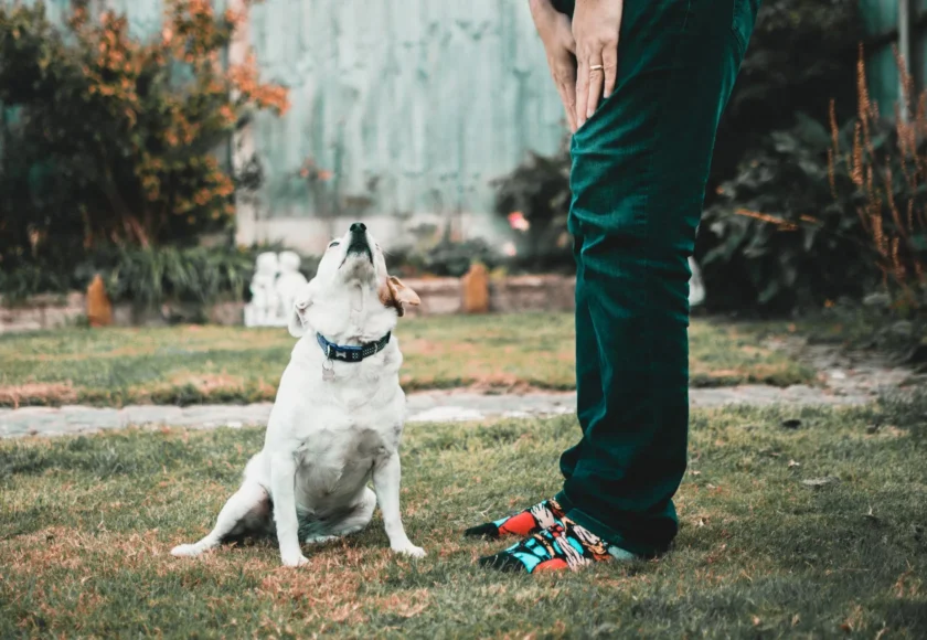 No Llevar a tu Perro al Adiestramiento Canino te Puede Costar Tiempo y Dinero