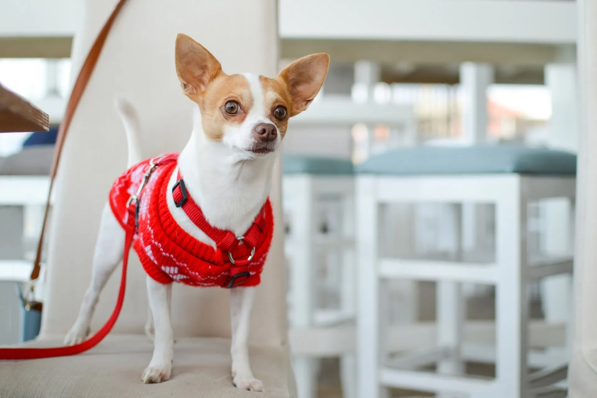 Pechera o collar para perro- ¿cuál es mejor para tu peludo?