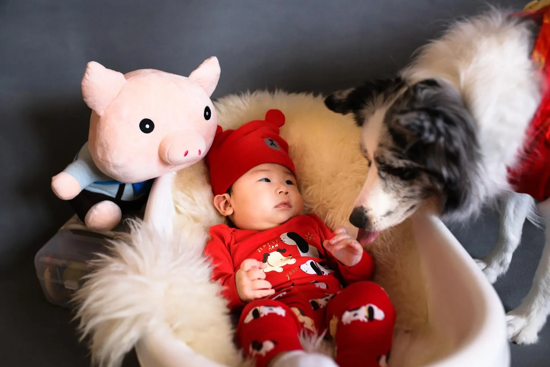 Perros e Hijos- ¿Es Bueno que mi Perro se Acerque al Nuevo Bebé?
