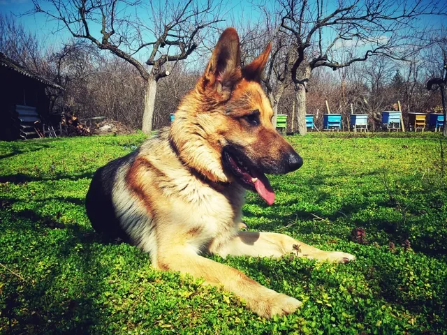 Quiero Rescatar a un Perro de la Calle ¿Cómo le Hago