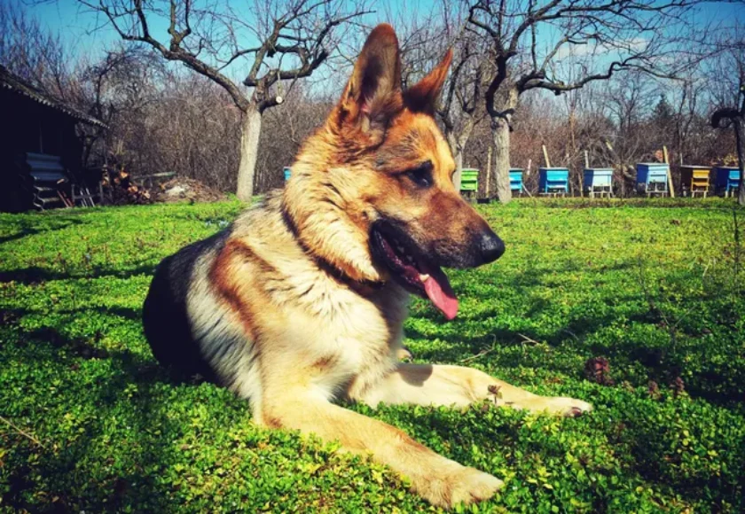 Quiero Rescatar a un Perro de la Calle ¿Cómo le Hago