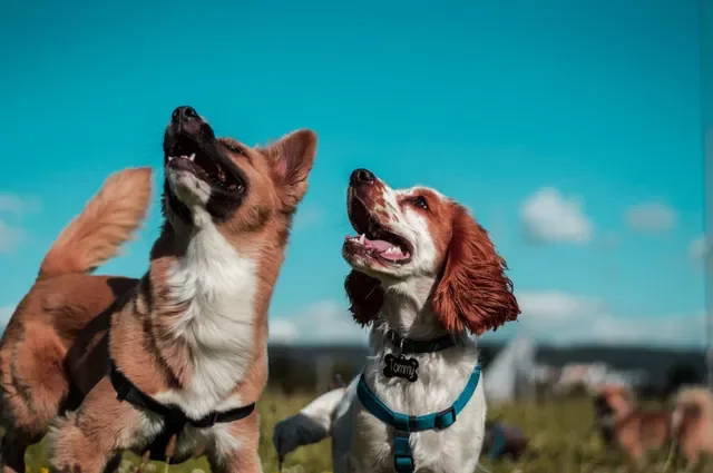Socialización- ¿Qué Puedo Hacer para que mi Perro sea Sociable?