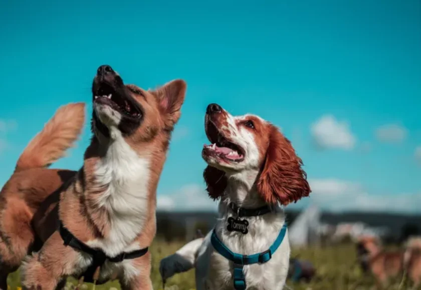 Socialización- ¿Qué Puedo Hacer para que mi Perro sea Sociable?