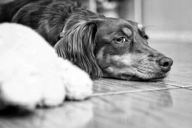 Todo Sobre el Celo en los Perros- ¿También Llegan a la Menopausia?
